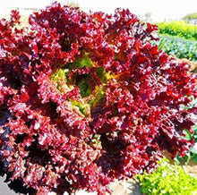 Cimarron Deep Red Romaine Lettuce Seeds (Lactuca sativa) for a reliable harvest in the Bulk Garden Lots