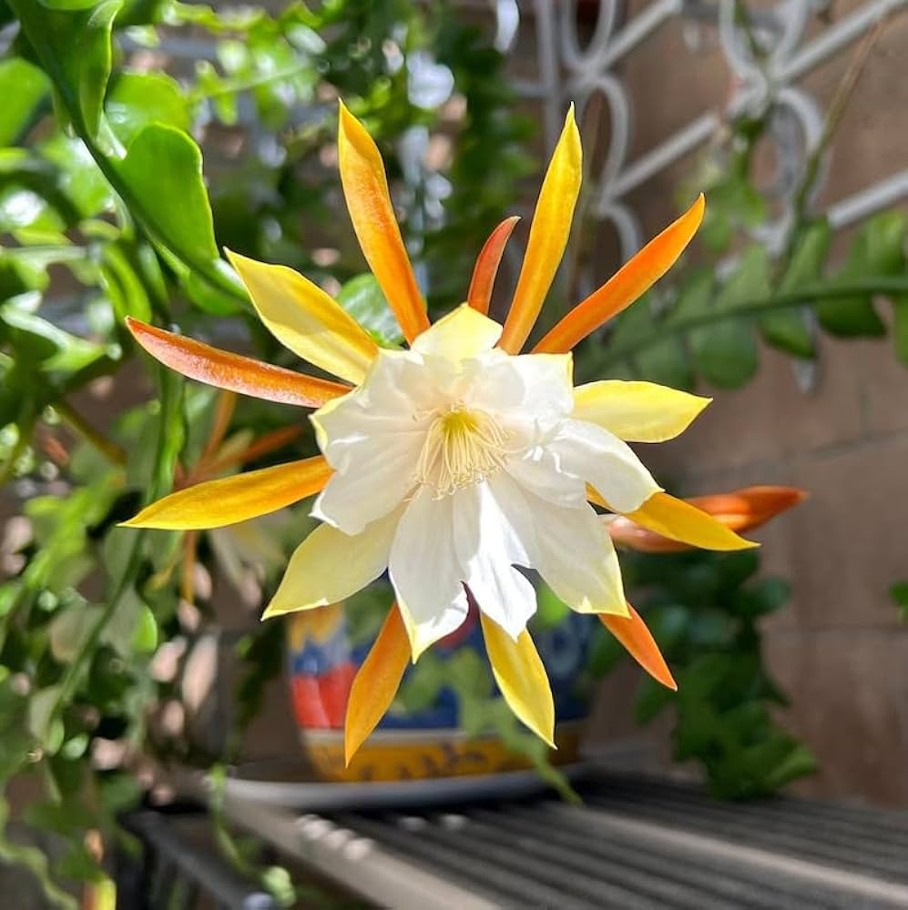 Epiphyllum Epiphyllum spp for planting in indoor garden