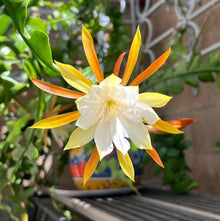 Epiphyllum Epiphyllum spp for planting in indoor garden