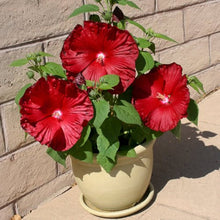 Scarlet Rose Mallow Hibiscus Hibiscus spp. for planting in flower bed
