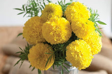 Marigold Tagetes spp for planting in flower bed