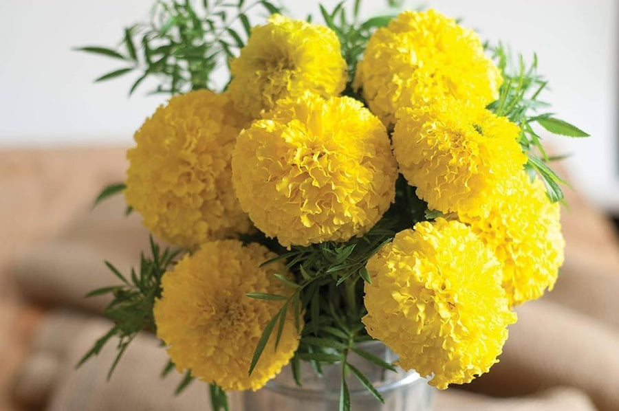 Marigold Tagetes spp for planting in flower bed