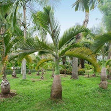 Palm Seeds for a lasting addition to the landscape