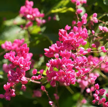 Antigonon Leptopus Flowering Plant Seeds for colorful blooms in the Garden