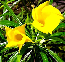 Oleander Yellow Color Flower Seeds