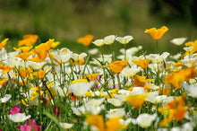 Ballerina Mix Poppy Seeds prized for elegant, Colorful Poppy Flowers