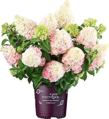 China Vanilla Strawberry Hydrangea Hydrangea Macrophylla Seeds for a homegrown harvest from the Flower Bed & Home Garden