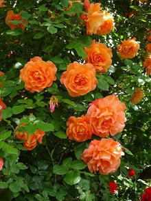 Orange rose flower seeds