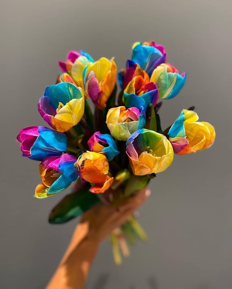 Tulip flower Tulipa spp. seeds for planting in home garden with vibrant rainbow color options