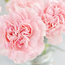 Dianthus Dianthus Caryophyllus Seeds for seasonal color across the Fragrant Pots