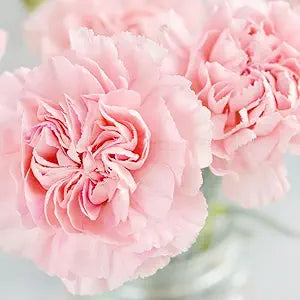 Carnation Dianthus Caryophyllus Pink Flower Seeds for Planting – Classic Blooms for Bouquets and Garden Borders