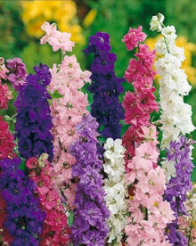 Forking Larkspur King Salmon Seeds for a bright addition to the Beautiful, Tall Flowers in Your Garden
