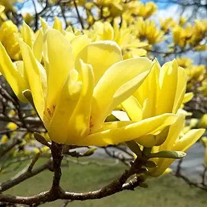 Magnolia Magnolia Denudata Yellow Flower Seeds for Planting – Perennial Variety for Garden Beds and Outdoor Landscaping