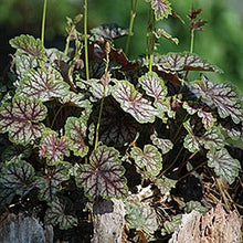 Heuchera Americana Plant Seeds (Heuchera americana) for colorful blooms in the Shade Flower Bed