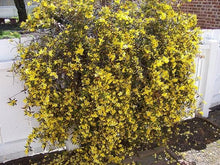 Gelsemium Seeds (Gelsemium sempervirens) for growers filling out the Flower Urban Garden