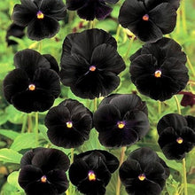 Black Pansy Seeds for reliable seasonal color