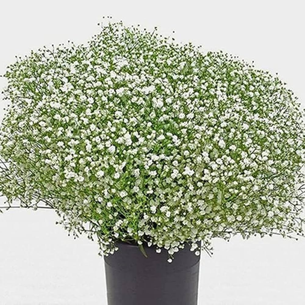 Gypsophila Gypsophila muralis Gypsy Compact White flower seeds for planting in home garden borders - for planting in home garden