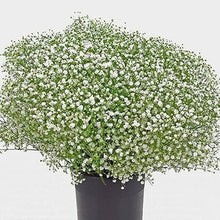 Gypsophila Gypsophila muralis Gypsy Compact White flower seeds for planting in home garden borders - for planting in home garden