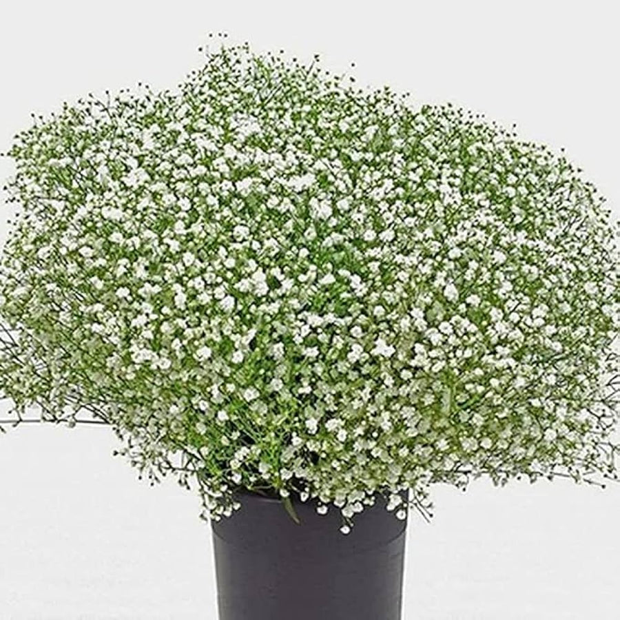 Gypsophila Gypsophila muralis Gypsy Compact White flower seeds for planting in home garden borders - for planting in home garden