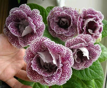 Gloxinia Sinningia Speciosa Mixed Seeds for gardeners building out beds and borders