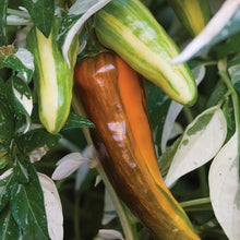 Fish Pepper Seeds (Capsicum annuum) for productive rows in the Vegetable Patch & Garden