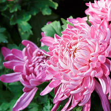 Japan Spider Chrysanthemum Seeds for gardeners building out beds and borders