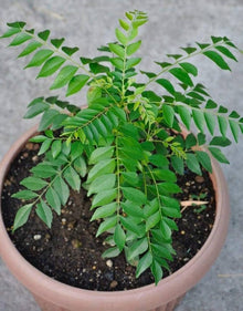 Curry Leaf Murraya Koenigii Seeds for growers seeking a long-blooming display