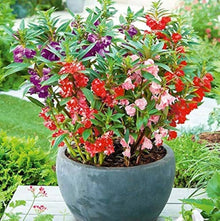 Balsam Impatiens Balsamina bonsai flower Seeds for growers establishing the indoor pots and decorative home garden areas
