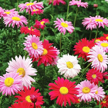 Chrysanthemum Seeds for colorful blooms in the Home Flower Beds
