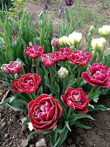 Double Tulip ��������� Tulipa spp. ��������� for planting in garden