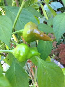 Pepper Seeds (Capsicum chinense) for growers stocking the Warty Chile Kitchen Garden