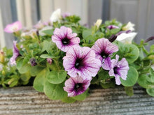 Rare Color Petunia Seeds â€“ Uncommon Shades for Unique Garden Designs