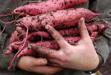 Giant Sweet Potato Ipomoea Batatas Seeds for growers stocking a kitchen garden