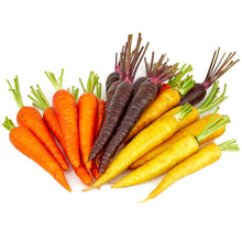 Multi-Colored Carrot Seeds (Daucus carota) for growers stocking the Vegetable Garden