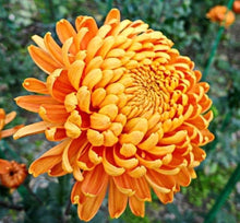 Chrysanthemum Seeds (Chrysanthemum morifolium) for seasonal color across the Potted Flower Bed