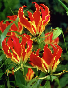 Garland Flame Lilium Brownii Seeds for reliable seasonal color