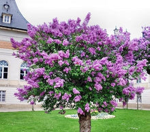 Lilac Seeds (Syringa vulgaris) for seasonal color across the flower beds and ornamental gardens