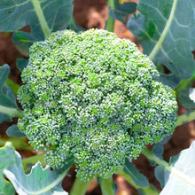 Calabrese Broccoli Seeds (Brassica oleracea) for a fresh homegrown crop from the kitchen garden and planting