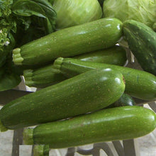 Zucchini Sangrum F1 Seeds (Cucurbita pepo) known for hybrid Pumpkin Growing
