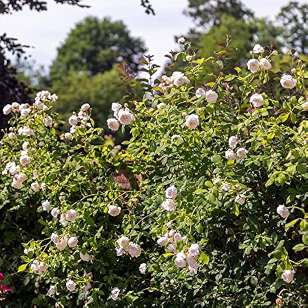 Brass Band Rose Rosa spp. flower seeds for planting in backyard gardening and patio pots - for planting in home garden