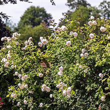 Brass Band Rose Rosa spp. flower seeds for planting in backyard gardening and patio pots - for planting in home garden