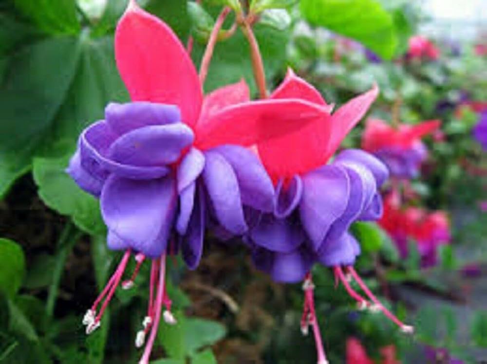 Fuchsia Flower ��������� Fuchsia spp. ��������� for planting in purple garden