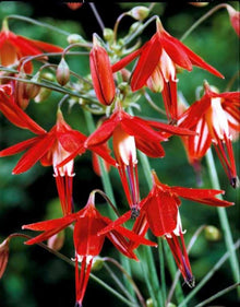 Bessera Elegans Seeds for a colorful addition to any planting