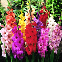 Gladiolus Seeds for gardeners building out beds and borders