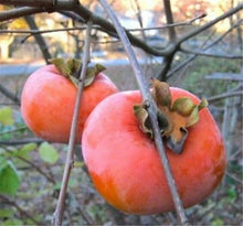Persimmons Orange Tomato Seeds for a productive addition to the vegetable patch