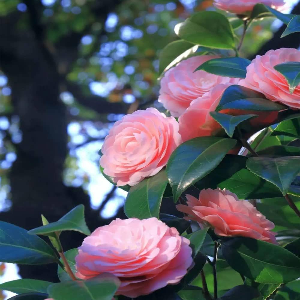 Pink and white camellia flower seeds