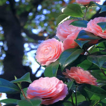 Pink and white camellia flower seeds