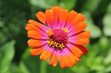 Carrousel Mix Zinnia Seeds for growers filling out the Colorful Garden Displays