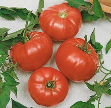 Aussie Beefsteak Tomato Seeds (Solanum lycopersicum) for a reliable harvest in the medium to large garden beds