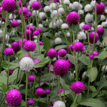 Globe Amaranth Seeds prized for long-Lasting Blooms